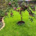 Redlove 'Era', Rotfleischige �pfel