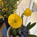Reifrock-Narzisse 'Oxford Gold'�, Narcissus bulbocodium 'Oxford Gold'�