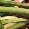 Rhabarber Early Green (Rheum rhabarbarum)