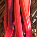 Rhabarber Himbeerrot (Rheum rhabarbarum)
