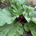 Rhabarber Siruparber Canada Red�, Rheum rhabarbarum