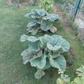 Rheum Rhabarbarum 