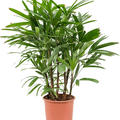 Rhapis excelsa, Tuff, im 24cm Topf, H�he 100cm, Breite 60cm