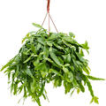 Rhipsalis crispata, Ampel, im 21cm Topf, H�he 70cm, Breite 40cm