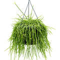 Rhipsalis kirbergii, Ranker, im 25cm Topf, H�he 60cm, Breite 35cm