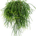 Rhipsalis pulchra, Ampel, im 21cm Topf, H�he 50cm, Breite 45cm