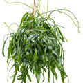 Rhipsalis ramaloris, Ampel, im 20cm Topf, H�he 50cm, Breite 40cm