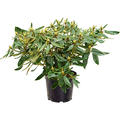 Rhododendron 'Eucharitis', Busch, im 24cm Topf, H�he 50cm, Breite 60cm