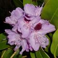 Rhododendron Hybride 'Kokardia'�, Bl�ht von Ende Mai bis Mitte Juni in einem hellen Rubinrosa mit kr�ftigem brombeerroten Fleck