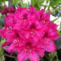 Rhododendron Hybride Nova Zembla