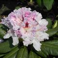Rhododendron Hybride 'Progres'
