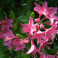 Rhododendron 'Jolie Madame'