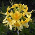 Rhododendron luteum (Wildform)