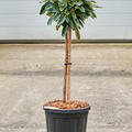 Rhododendron yakushimanum 'Arabella', Stamm, im 32cm Topf, H�he 110cm, Breite 40cm