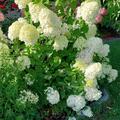 Rispenhortensie 'Skyfall'�, Hydrangea paniculata 'Skyfall'