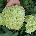 Rispenhortensie 'Limelight',Hydrangea paniculata 'Limelight, Bl�te 