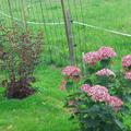 Hydrangea paniculata, Rispenhortensie 'Vanille Fraise'