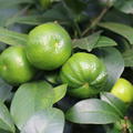 R�mische Limette 'Pursha' (Citrus limetta)