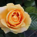 Rose Candlelight Bl�te