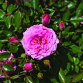 Rose Asteria Pixie