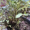 Rosa Galaxy� 'Antares' - kleinbl�tige dunkelrosa Balkonrose, Rosa Galaxy� 'Antares'