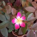 Hechtrose als Bonsai, Rosa glauca