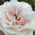 Rose 'Aspirin�', Prachtvolle weisse / hellrosa Bl�ten, edle Erscheinung, robust