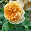 Rose 'Capri'�, Rosa 'Capri'�