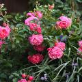 Rose 'Elmshorn'�, Rosa