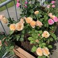 Rose 'Eveline Wild'�, Rosa