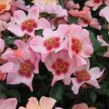 Rose For your Eyes only �