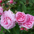 Gertrude Jekyll� (im grossen Container, korr)