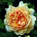 Strauchrose Golden Celebration�