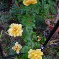 Rose 'Golden Showers'�, Rosa