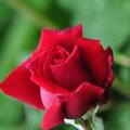 Rose 'Ingrid Bergman'�, Rosa 'Ingrid Bergmann'�