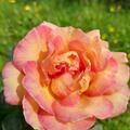 Rose 'La Parisienne'�, Rosa 'La Parisienne'�