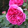 Rose 'Lady of Megginch'�