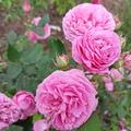 Rose 'Louise Odier', Robuste historische Rose mit rosa Bl�ten und starkem Duft 