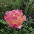 Rose 'Marc Chagall', Rosa 'Marc Chagall'