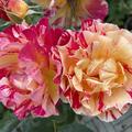 Rose Maurice Utrillo�, Rosa