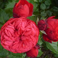 Rose Piano, �fter bl�hende nostalgische Edelrose (korr)