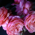 Rose 'Prix PJ Redout�'�