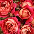Rose 'Reine Sammut'�