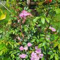 Rose Roseasy� Kletterr�slein Willkommen, Rosa Willkommen