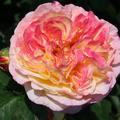Rose 'Rosomane Janon'�