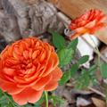 Rose 'Summer Song', David Austin (2005);  Syn. Austango, Englische Rose