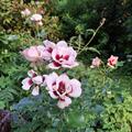 Rose 'Sweet Babylon Eyes'�, Rosa 'Sweet Babylon Eyes'�