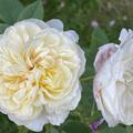 Rose 'The Country Parson'�, Rosa 'The Country Parson'