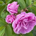 Rose 'Th�r�se Bugnet', Rose 'Th�r�se Bugnet'