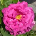Rose 'Wild Edric�', Rosa 'Wild Edric�'
